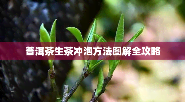 普洱茶生茶冲泡方法图解全攻略