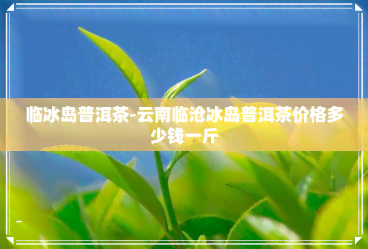 临冰岛普洱茶-云南临沧冰岛普洱茶价格多少钱一斤