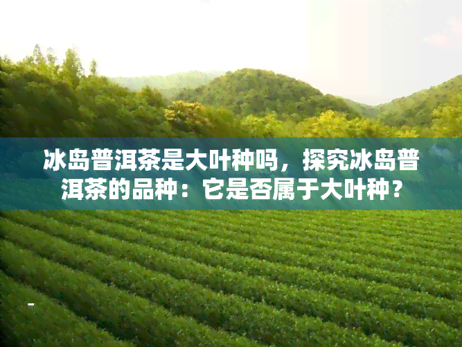 冰岛普洱茶是大叶种吗，探究冰岛普洱茶的品种：它是否属于大叶种？