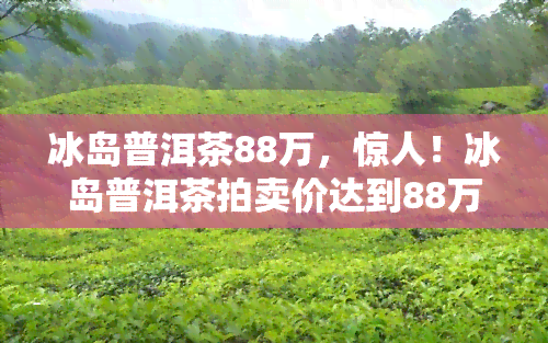 冰岛普洱茶88万，惊人！冰岛普洱茶拍卖价达到88万，创历新高！