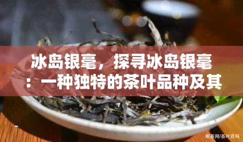 冰岛银毫，探寻冰岛银毫：一种独特的茶叶品种及其独特风味