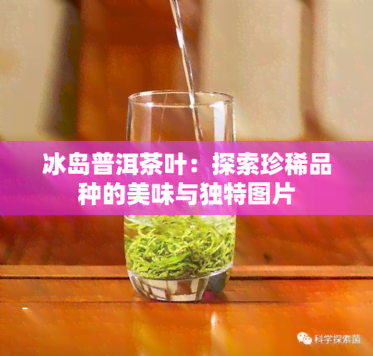 冰岛普洱茶叶：探索珍稀品种的美味与独特图片