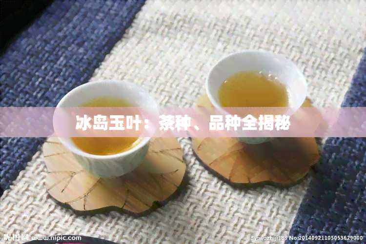 冰岛玉叶：茶种、品种全揭秘