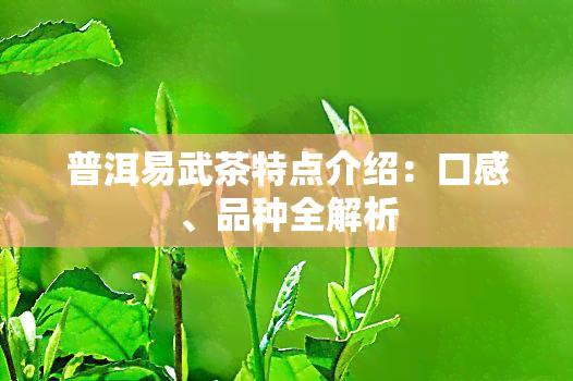 普洱易武茶特点介绍：口感、品种全解析