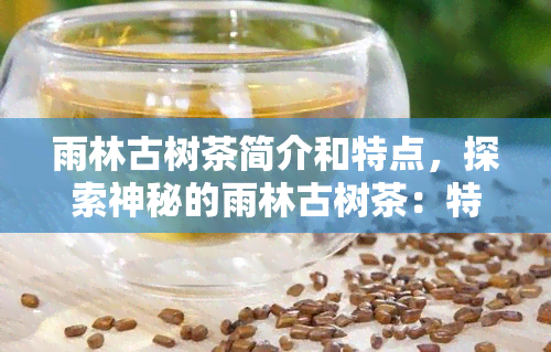 雨林古树茶简介和特点，探索神秘的雨林古树茶：特点与简介