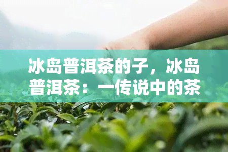 冰岛普洱茶的子，冰岛普洱茶：一传说中的茶话故事