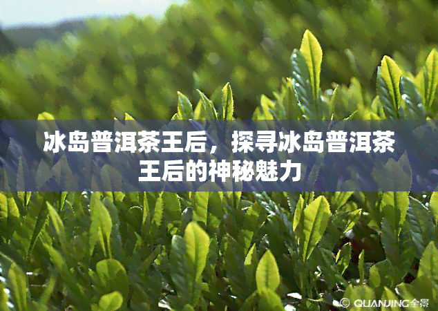 冰岛普洱茶王后，探寻冰岛普洱茶王后的神秘魅力