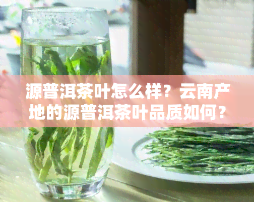 源普洱茶叶怎么样？云南产地的源普洱茶叶品质如何？是否为知名？