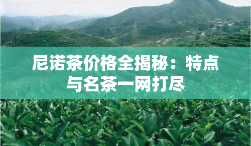 尼诺茶价格全揭秘：特点与名茶一网打尽