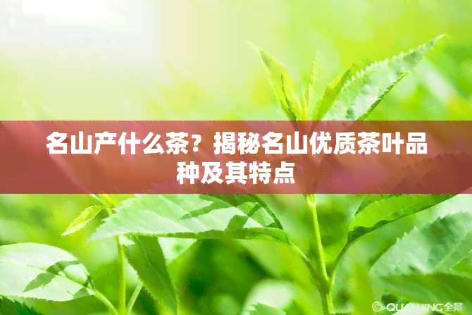 名山产什么茶？揭秘名山优质茶叶品种及其特点