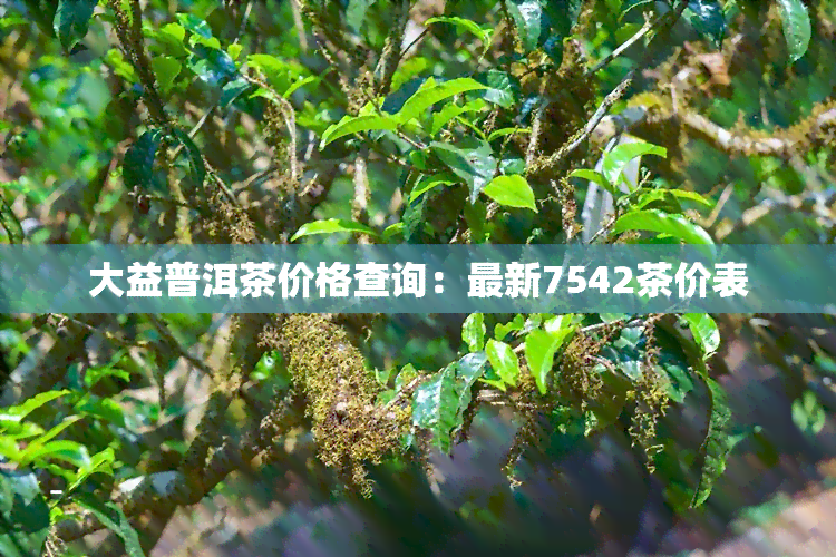 大益普洱茶价格查询：最新7542茶价表