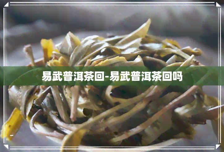 易武普洱茶回-易武普洱茶回吗