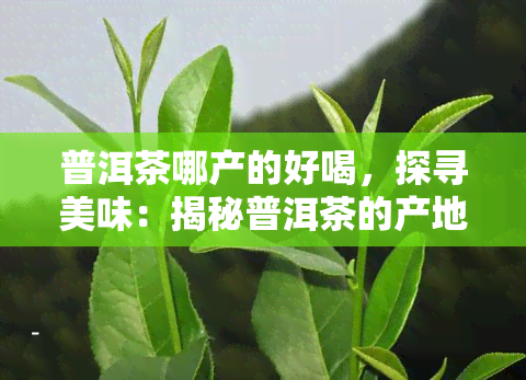 普洱茶哪产的好喝，探寻美味：揭秘普洱茶的产地与口感之最