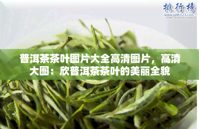 普洱茶茶叶图片大全高清图片，高清大图：欣普洱茶茶叶的美丽全貌