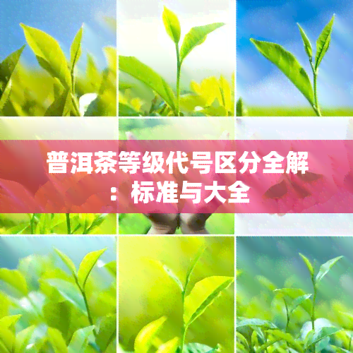 普洱茶等级代号区分全解：标准与大全