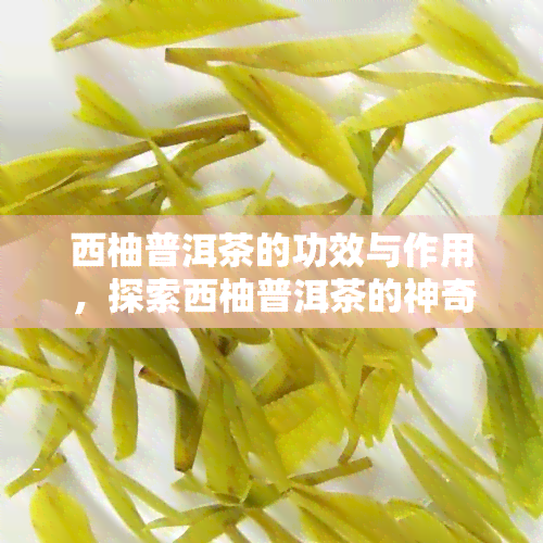 西柚普洱茶的功效与作用，探索西柚普洱茶的神奇功效与多重作用