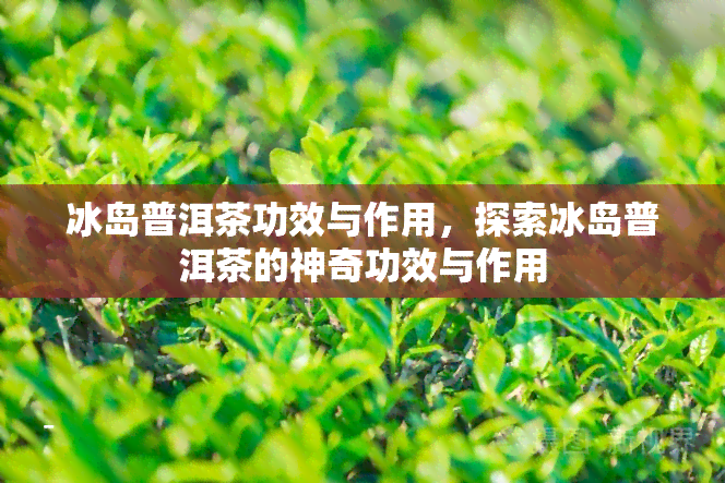 冰岛普洱茶功效与作用，探索冰岛普洱茶的神奇功效与作用