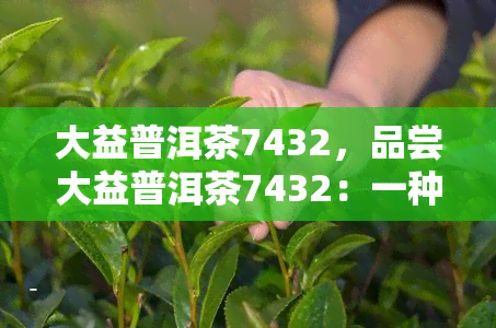 大益普洱茶7432，品尝大益普洱茶7432：一种独特的茶叶体验