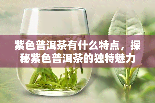 紫色普洱茶有什么特点，探秘紫色普洱茶的独特魅力与特点