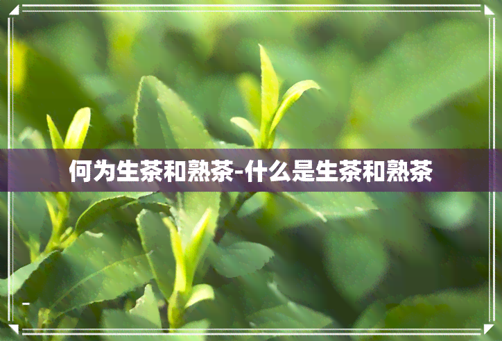 何为生茶和熟茶-什么是生茶和熟茶