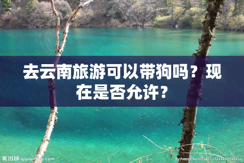 去云南旅游可以带狗吗？现在是否允许？