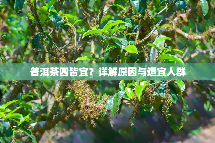 普洱茶四皆宜？详解原因与适宜人群