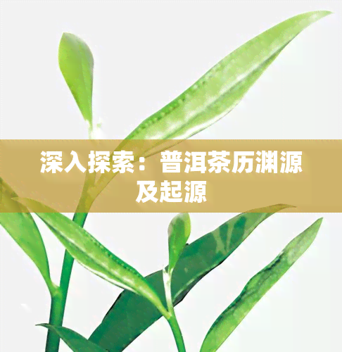 深入探索：普洱茶历渊源及起源