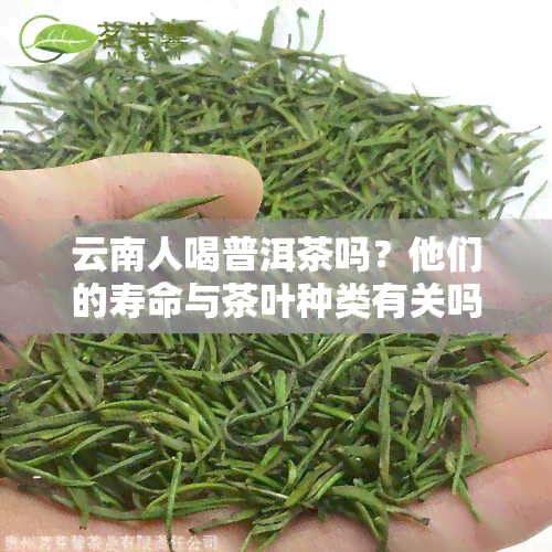 云南人喝普洱茶吗？他们的寿命与茶叶种类有关吗？了解云南本地人常喝哪种普洱茶，是生普还是熟普？尽管如此，他们仍坚持每日饮用普洱茶。