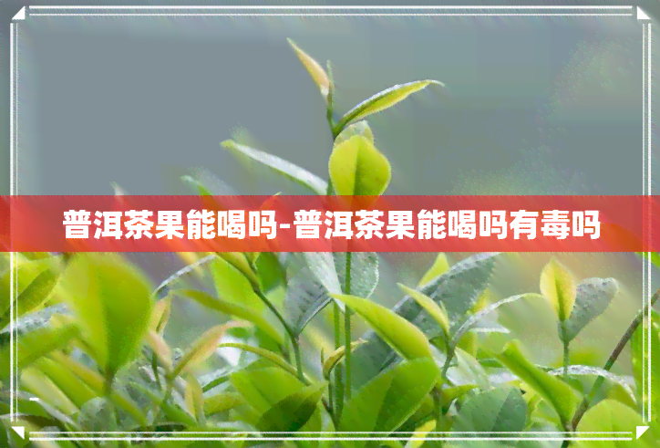 普洱茶果能喝吗-普洱茶果能喝吗有吗