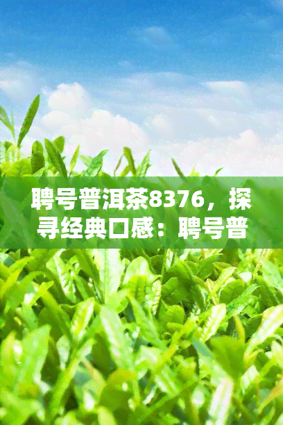 聘号普洱茶8376，探寻经典口感：聘号普洱茶8376的魅力所在