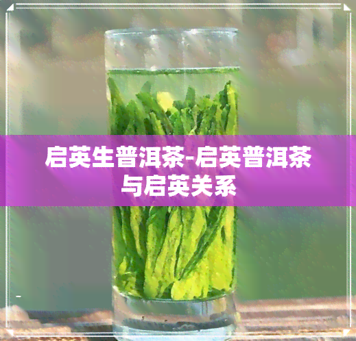 启英生普洱茶-启英普洱茶与启英关系