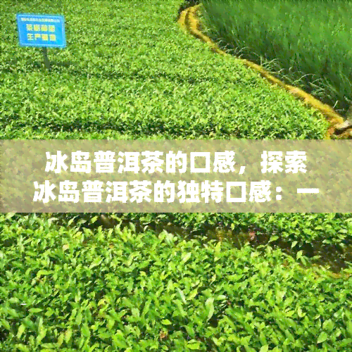 冰岛普洱茶的口感，探索冰岛普洱茶的独特口感：一次味蕾的旅程