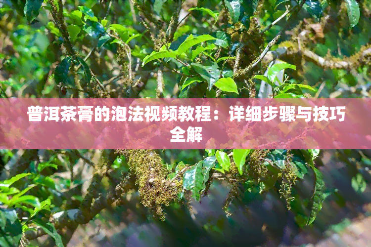 普洱茶膏的泡法视频教程：详细步骤与技巧全解