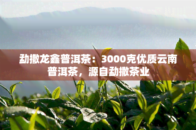 勐撒龙鑫普洱茶：3000克优质云南普洱茶，源自勐撒茶业