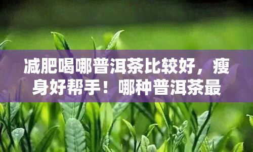 减肥喝哪普洱茶比较好，瘦身好帮手！哪种普洱茶最适合减肥？