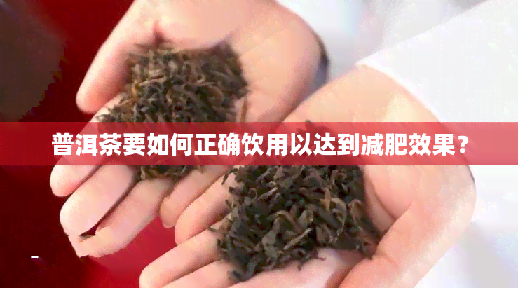 普洱茶要如何正确饮用以达到减肥效果？