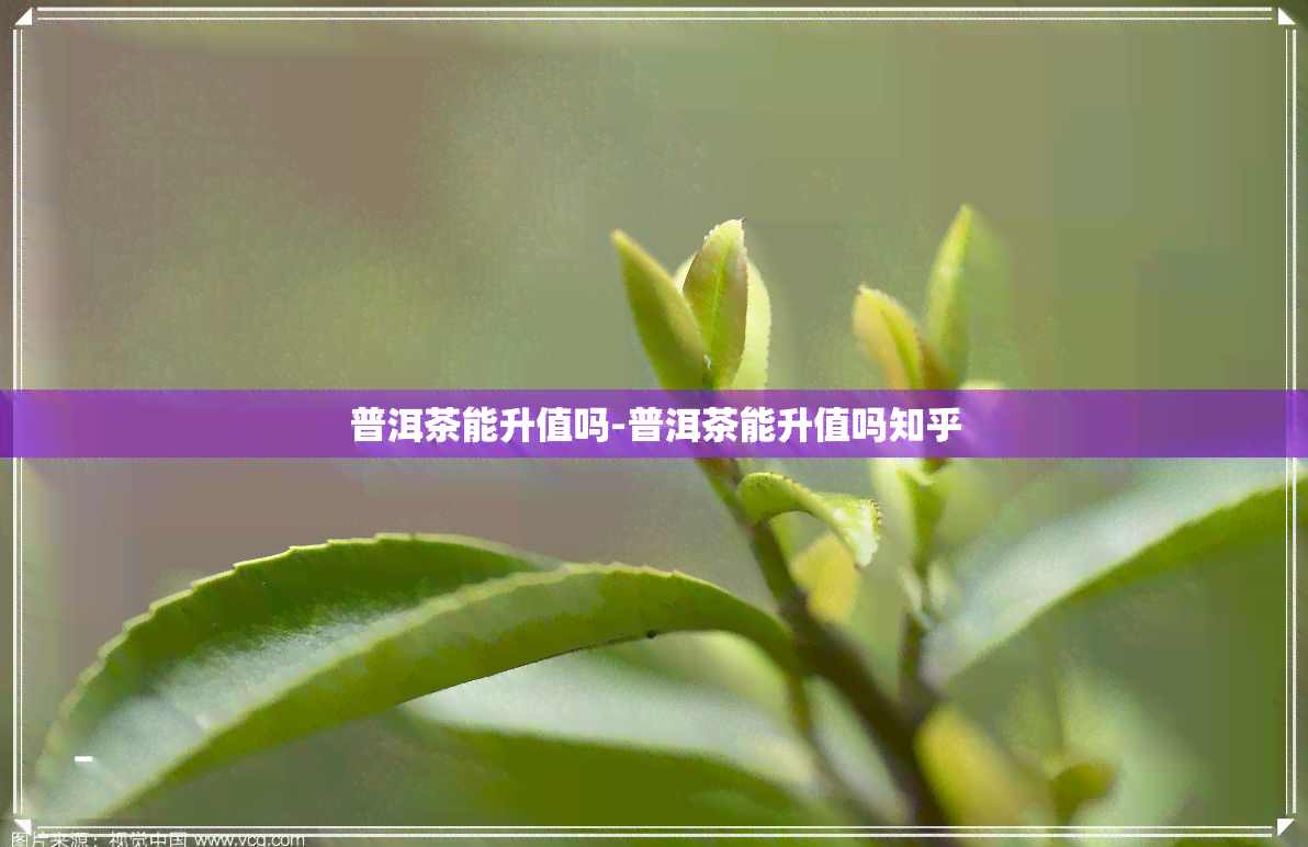 普洱茶能升值吗-普洱茶能升值吗知乎