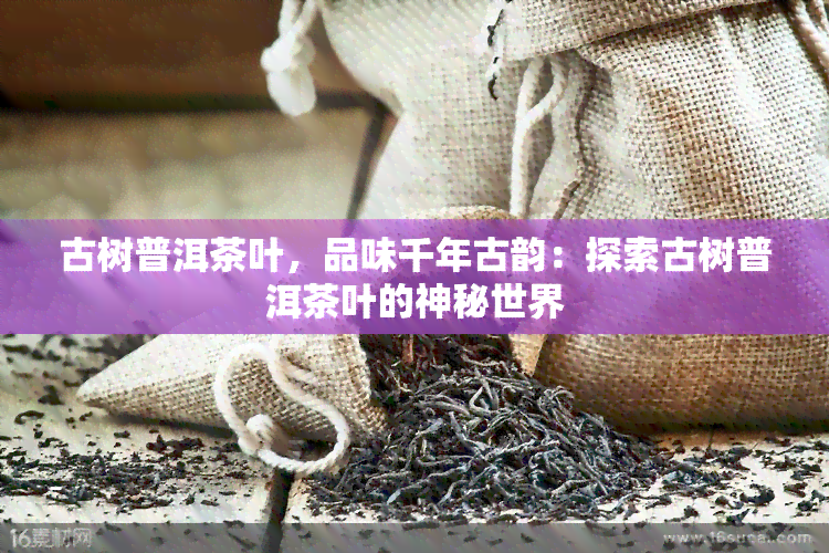 古树普洱茶叶，品味千年古韵：探索古树普洱茶叶的神秘世界