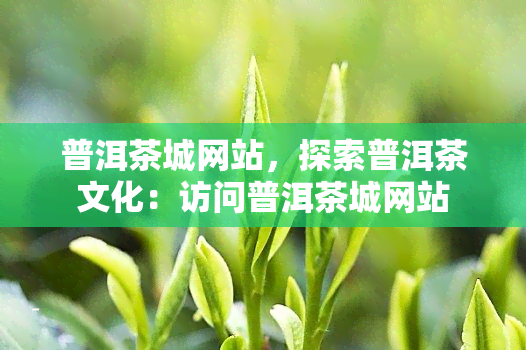 普洱茶城网站，探索普洱茶文化：访问普洱茶城网站