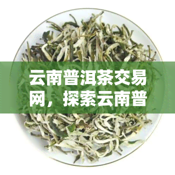 云南普洱茶交易网，探索云南普洱茶的奥秘：从种植到交易，一网打尽！