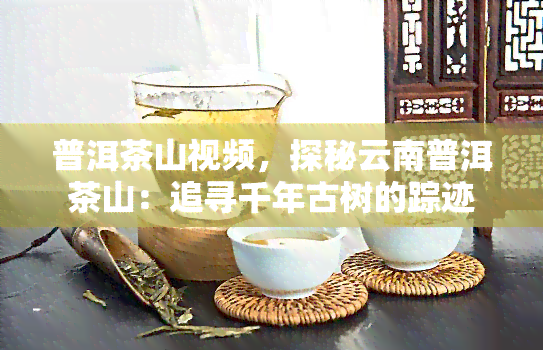 普洱茶山视频，探秘云南普洱茶山：追寻千年古树的踪迹