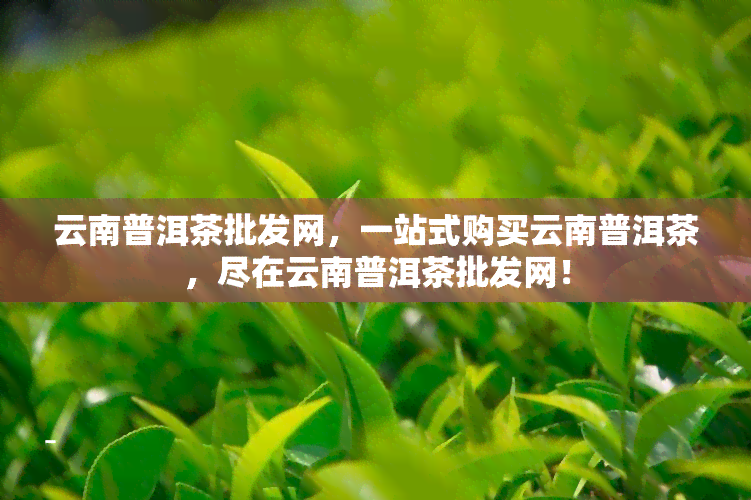 云南普洱茶批发网，一站式购买云南普洱茶，尽在云南普洱茶批发网！