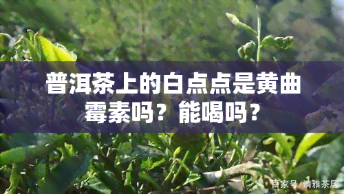 普洱茶上的白点点是黄曲霉素吗？能喝吗？