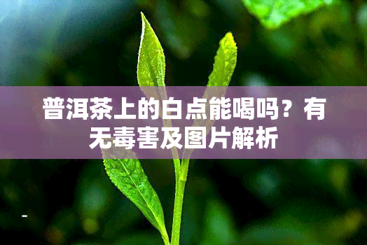 普洱茶上的白点能喝吗？有无害及图片解析