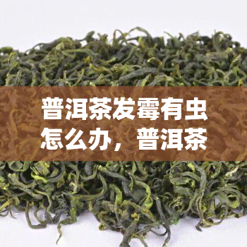 普洱茶发霉有虫怎么办，普洱茶发霉生虫处理方法