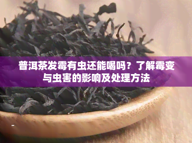 普洱茶发霉有虫还能喝吗？了解霉变与虫害的影响及处理方法