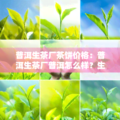 普洱生茶厂茶饼价格：普洱生茶厂普洱怎么样？生茶厂普洱更名念茶