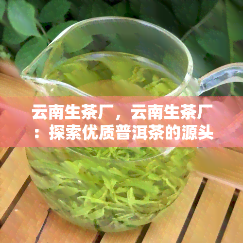 云南生茶厂，云南生茶厂：探索优质普洱茶的源头