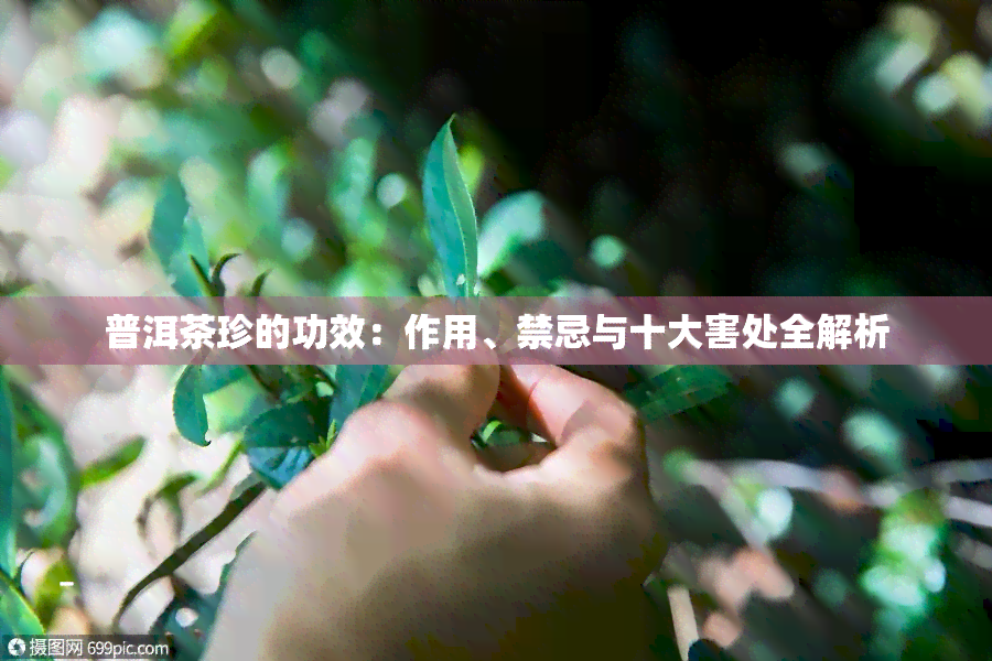 普洱茶珍的功效：作用、禁忌与十大害处全解析