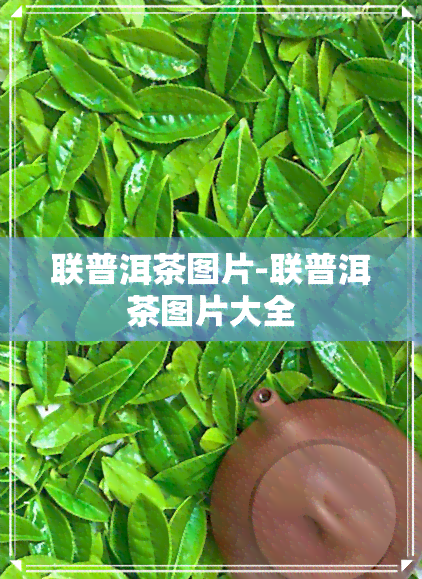 联普洱茶图片-联普洱茶图片大全